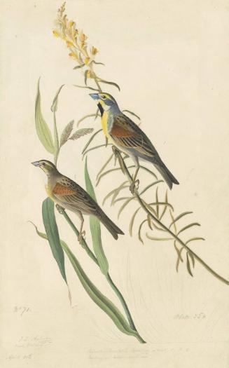 Dickcissel (Spiza americana), Havell plate no. 384