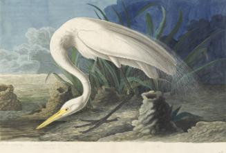Great Egret (Ardea alba), Havell plate no. 386