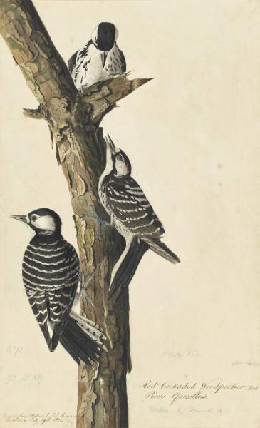 Red-cockaded Woodpecker (Picoides borealis), Havell plate no. 389