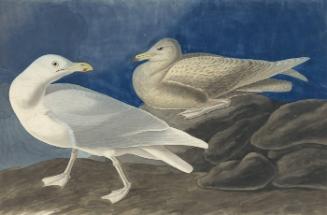 Glaucous Gull (Larus hyperboreus), Havell plate no. 396