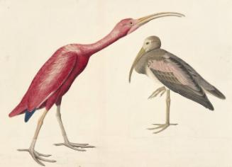 Scarlet Ibis (Eudocimus ruber), Havell plate no. 397
