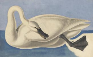 Trumpeter Swan (Cygnus buccinator), Study for Havell pl. 406