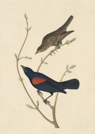 Red-winged Blackbird (Agelaius phoeniceus), Study for Havell pl. 420