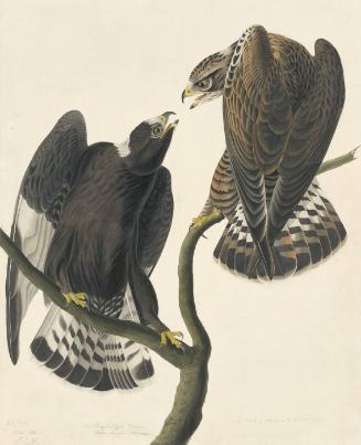 Rough-legged Hawk (Buteo lagopus), Study for Havell pl. 422