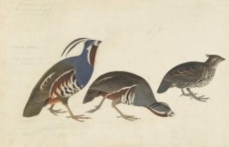 Mountain Quail (Oreortyx pitus) and Crested Bobwhite (Colinus cristatus), Study for Havell pl. 423
