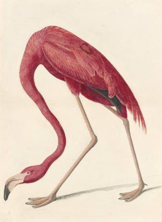 American Flamingo (Phoenicopterus ruber), Study for Havell pl. 431