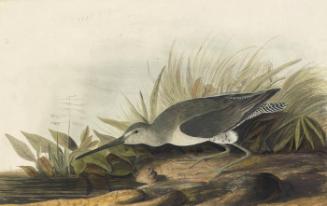 Long-billed Dowitcher (Limnodromus scolopaceus)
