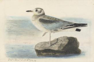Bonaparte's Gull (Chroicocephalus philadelphia)