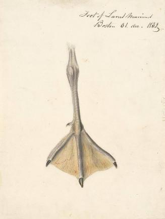 Study of a Foot for the Great Black-backed Gull (Larus marinus), Havell plate no. 241