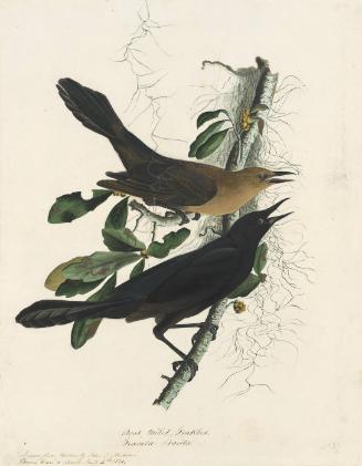Boat-tailed Grackle (Quiscalus major); sketch of an insect