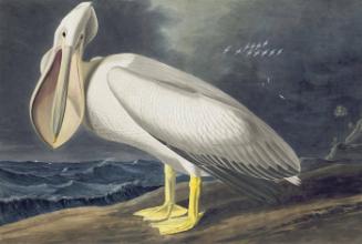 American White Pelican (Pelecanus erythrorhynchos)