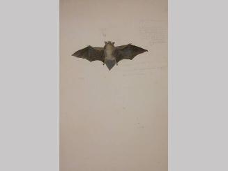 Studies of a Bat and a Bat Ear