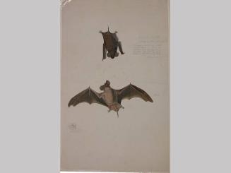 Studies of Two Bats and a Bat Head; verso diagrams of comparative measurements