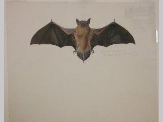 Study of a Bat