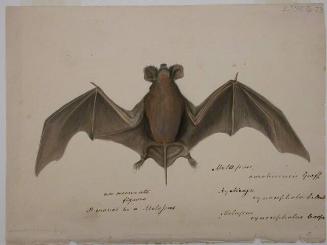 Bat (Rhinopoma carolinensis?)