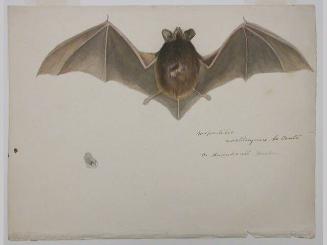 Bat; sketch of an ear
