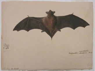 Bat; profile sketch of head