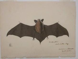 Bat "(Vespertilio subulatus, Say.)"