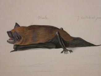 Study of a Bat and a Bat Ear