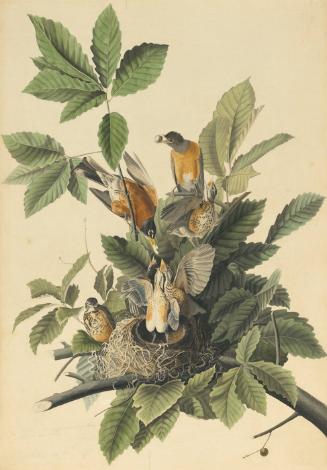 American Robin (Turdus migratorius), Study for Havell pl. 131