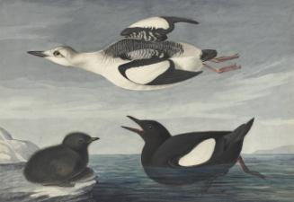 Black Guillemot (Cepphus grylle), Study for Havell pl. 219