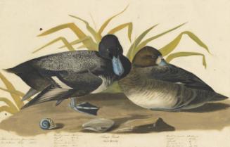 Greater Scaup (Aythya marila), Study for Havell pl. 229