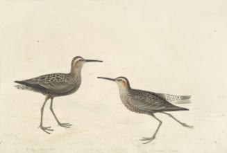 Stilt Sandpiper (Calidris himantopus), Havell plate no. 344