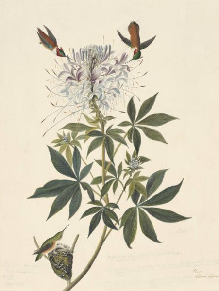 Rufous Hummingbird (Selasphorus rufus), Havell plate no. 379
