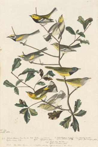 Black-throated Green Warbler (Setophaga virens), Blackburnian Warbler (Setophaga fusca), MacGillivray's Warbler (Geothlypis tolmiei), Cape May Warbler (Setophaga tigrina), Golden-winged Warbler (Vermivora chrysoptera), Study for Havell pls. 399 and 414