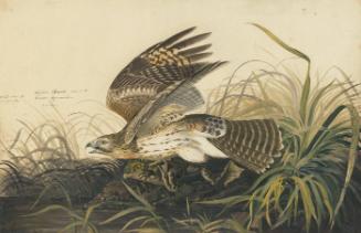 Red-shouldered Hawk (Buteo lineatus), Study for Havell pl. 71