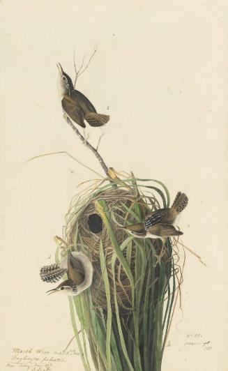 Marsh Wren (Cistothorus palustris), Study for Havell pl. 100 (variantly numbered pl. 98 as in N-YHS copy)