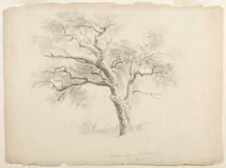 The Chestnut Oak on the Hosack Estate, Hyde Park, New York with Five Figures and an Artist Sketching