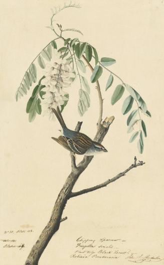 Chipping Sparrow (Spizella passerina), Study for Havell pl. 104
