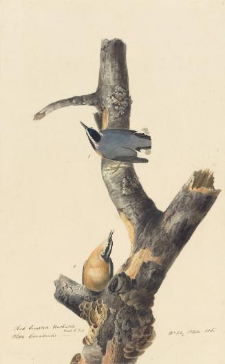 Red-breasted Nuthatch (Sitta canadensis), Study for Havell pl. 105