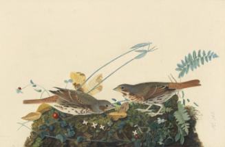 Fox Sparrow (Passerella iliaca), Study for Havell pl. 108
