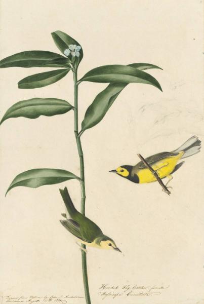 Hooded Warbler (Setophaga citrina), Study for Havell pl. 110; sketch of seed pod