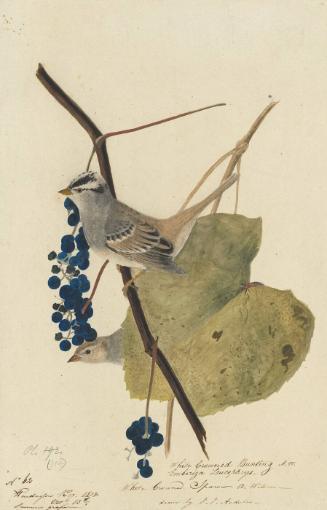 White-crowned Sparrow (Zonotrichia leucophrys), Study for Havell pl. 114