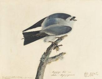 Mississippi Kite (Ictinia mississippiensis), Study for Havell pl. 117