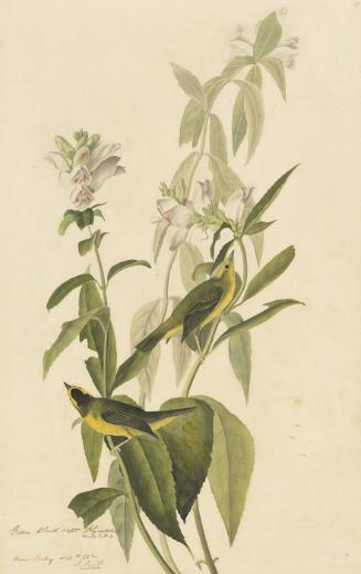 Wilson's Warbler (Wilsonia pusilla), Study for Havell pl. 124