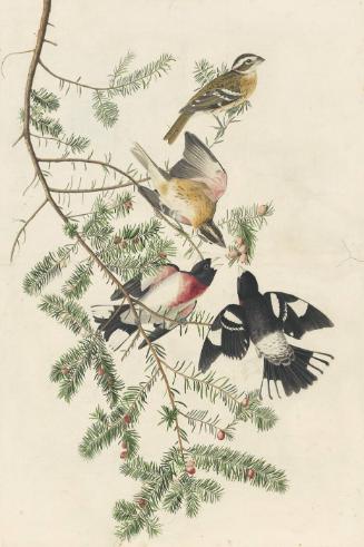 Rose-breasted Grosbeak (Pheucticus ludovicianus), Study for Havell pl. 127
