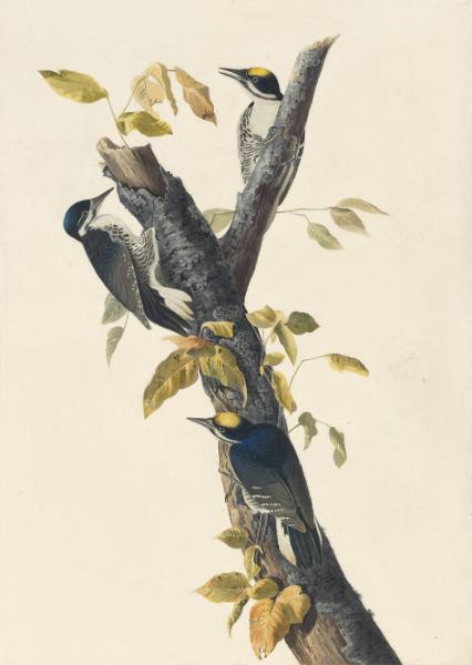 Black-backed Woodpecker (Picoides arcticus), Study for Havell pl. 132
