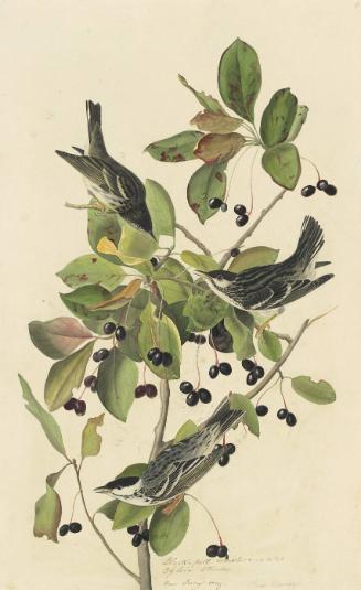 Blackpoll Warbler (Setophaga striata), Study for Havell pl. 133