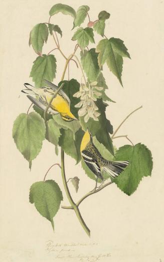 Blackburnian Warbler (Setophaga fusca), Study for Havell pl. 134
