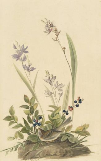 Field Sparrow (Spizella pusilla), Study for Havell pl. 139