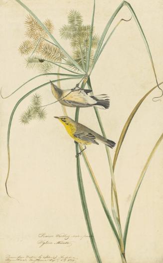 Prairie Warbler (Setophaga discolor), Study for Havell pl. 14