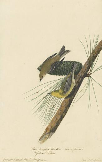 Pine Warbler (Setophaga pinus), Study for Havell pl. 140