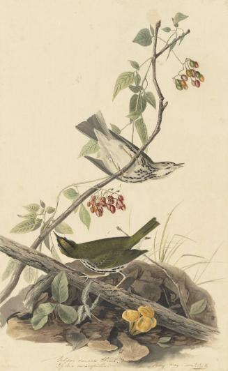 Ovenbird (Seiurus aurocapillus), Study for Havell pl. 143