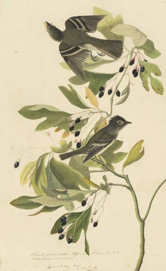 Acadian Flycatcher (Empidonax virescens), Study for Havell pl. 144