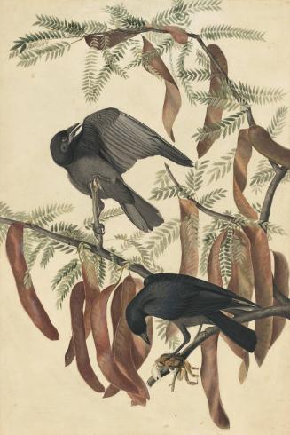 Fish Crow (Corvus ossifragus), Study for Havell pl. 146