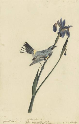 Yellow-rumped Warbler (Setophaga coronata), Study for Havell pl. 153